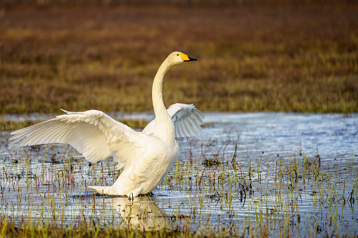 Whooper swan, Cygnus cygnus standing up and flapping his wings, warm evening light, Boden county, norrbotten province, Sweden