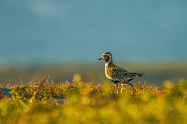 ヨーロッパの黄金のチドリ、プルヴィアリス・アプリカリア - golden plover ストックフォトと画像