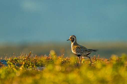 European golden plover, Pluvialis apricaria in mountain area in warm evening light, Kings trail, Swedish Lapland, Sweden