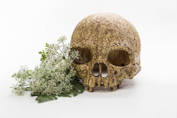 istock A bouquet of hemlock flowers with a skull 1354043171