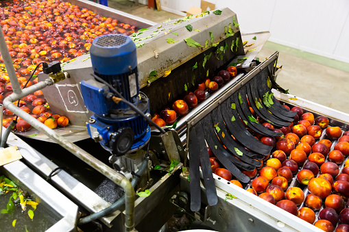 Process of washing harvested peaches on production line in fruit packaging workshop