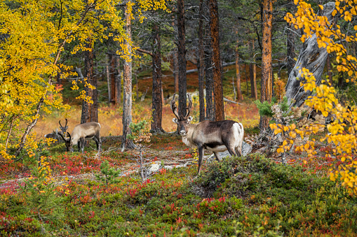 Reindeer, Rangifer tarandus standing in forest in autumn season, looking in to the camera, Stora sjöfallet national park,  Gällivare county, Swedish Lapland, Sweden