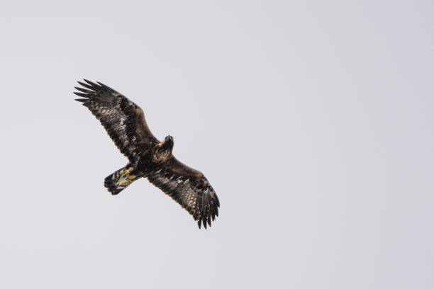 rough-legged buzzard, buteo lagopus gliding in the sky, stora sjöfallet nationalpark, gällivare county, swedish lapland, sweden - rough legged hawk bird of prey hawk animals in the wild imagens e fotografias de stock