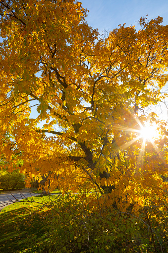 Beautiful yellow tined tree in Autumn season with the late afternoon sunlight coming through