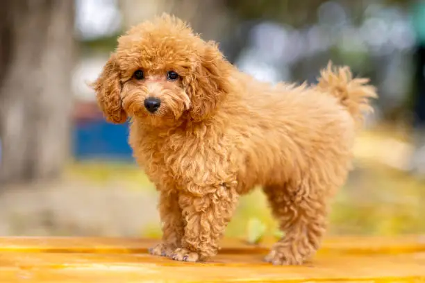 Photo of A red poodle puppy