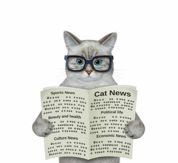 le chat cendré dans les lunettes lit le journal - ashen photos et images de collection
