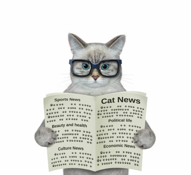 istock Cat ashen in eyeglasses reads newspaper 1354045753