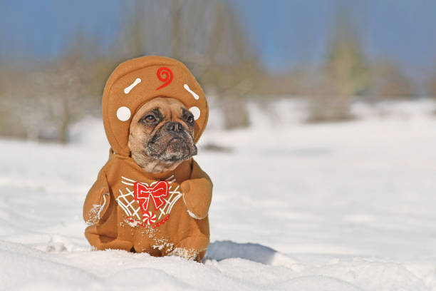 istock Dog in gingerbread man Christmas costume 1354048523