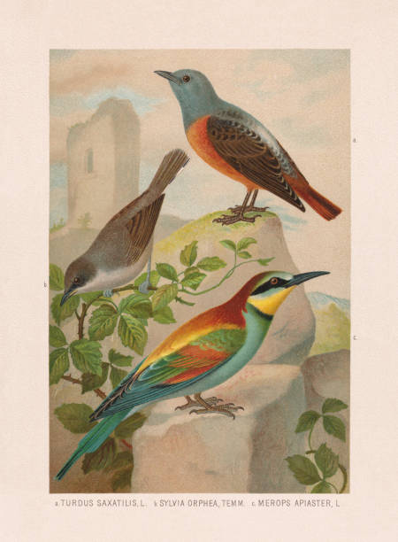 파세리포르메트: 암석 아구창, 오르페안 워블러, 꿀벌 먹는 사람, 크로몰리토그래프, 1887년에 출판 - bee eater colorful bird beautiful bird animal stock illustrations