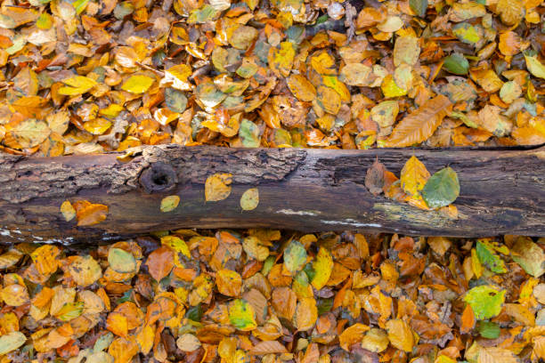 Autumn scene with colourful leaves and fallen tree log