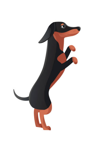 84 Dog Standing On Hind Legs Illustrations & Clip Art - iStock | Dog  dancing, Dog standing on back legs, Living room