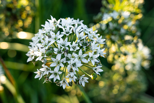 Flower with many white blossoms on the green field