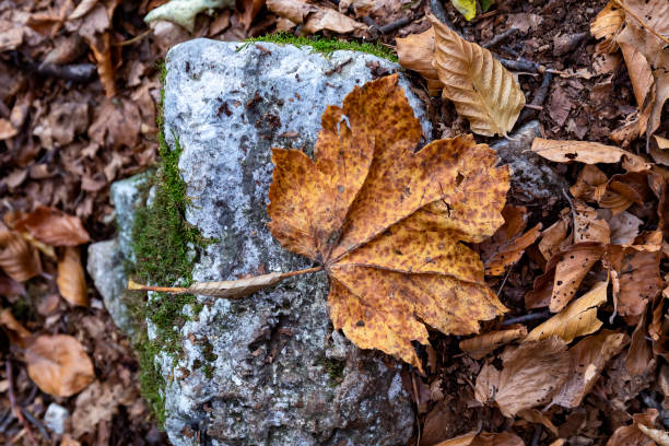 Mountain landscape with autumn colors, beech forest with dry foliage.
