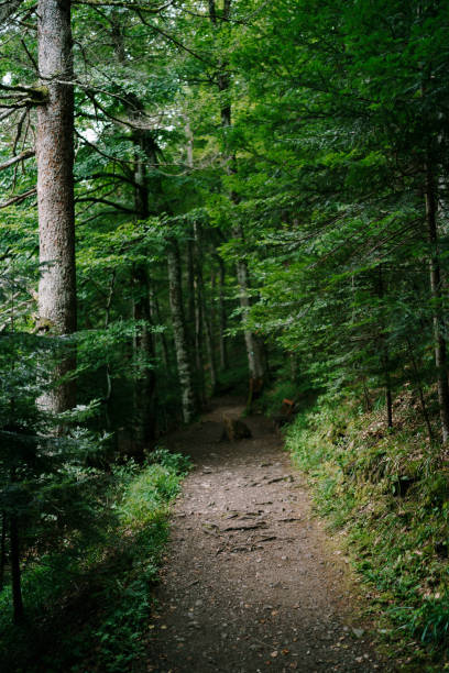 istock Walking path in a dense forest. Biogradska Gora. Montenegro 1354051786