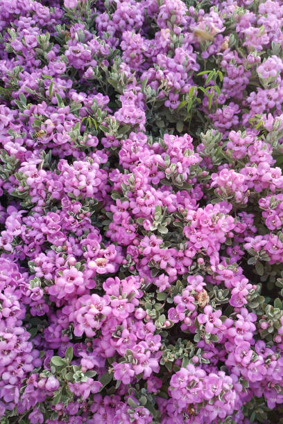 small lilac flowers bloom in the spring on a shrub desktop wallpaper for a computer or mobile phone with small lilac flowers that bloom on the bush screen saver photos stock pictures, royalty-free photos & images