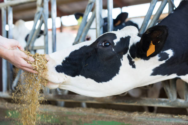 istock Farmer feeds cow from his hand full of compound feed 1354053296