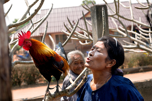 Mature thai woman is talking to a cockerel sitting in a tree. Scene is in a small town in north Thailand in Chiang Mai province. In background is a senior woman