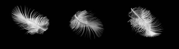 istock white bird feather on black isolated background 1354055078