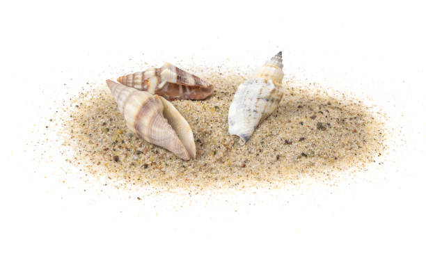 muszle ślimaka morskiego na piasku na białym izolowanym tle - shell starfish orange sea zdjęcia i obrazy z banku zdjęć