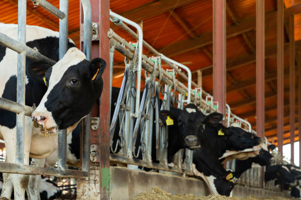 istock Modern farm cowshed with milking cows eating hay closeup 1354055444