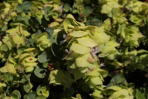 "Round-leaved Oregano" flowers - Origanum Rotundifolium stock photo