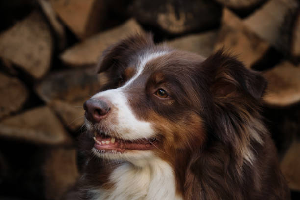 istock Smart aussie red tricolor with thin white stripe on head. Adult brown Australian Shepherd against background of chopped logs in village portrait close up. 1354056497