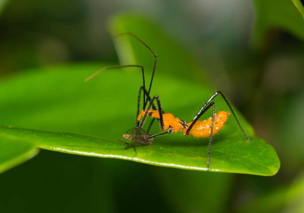 istock Milkweed assassin bug nymph (Zelus longipes Linnaeus) feeding on mosquito. 1354056841