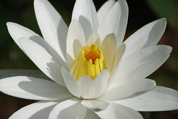 istock White Water Lily close-up 135405739
