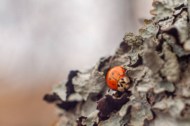 istock A cute ladybug fell asleep for the winter in a lichen, defocused background 1354058304