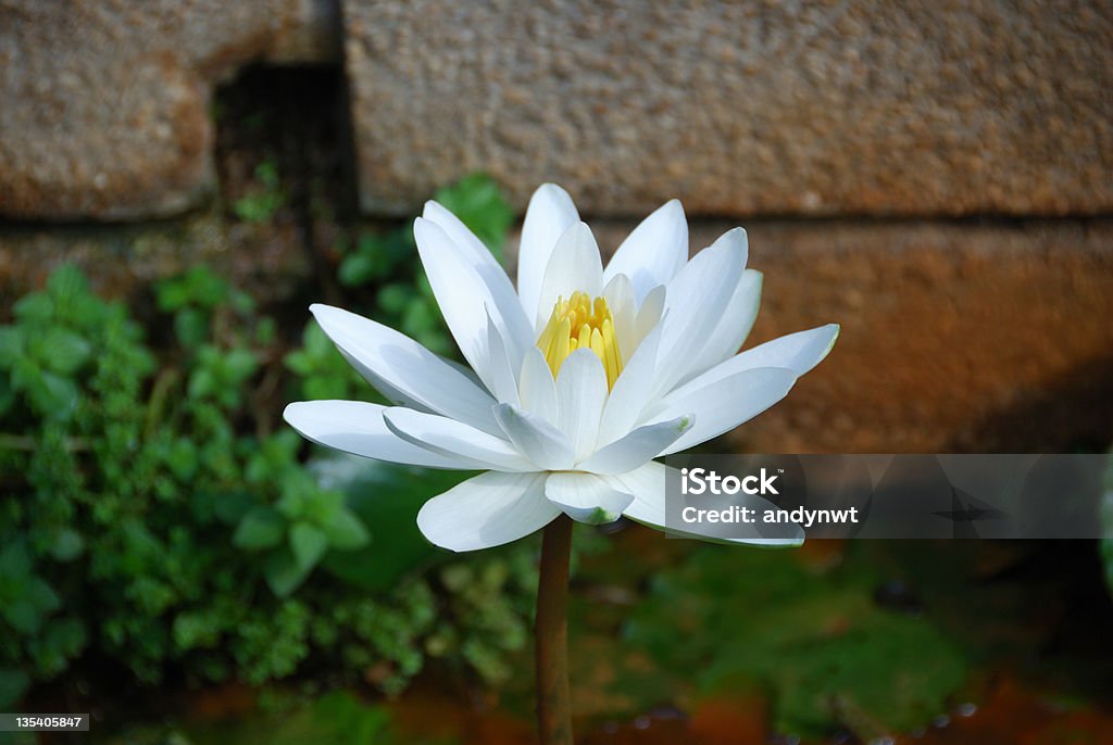 White Water Lily Elegant white water lily in pond with mud Lotus Water Lily Stock Photo