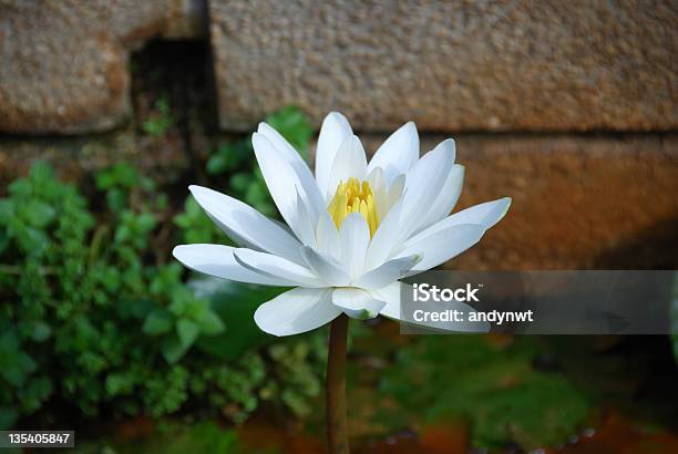 White Water Lily Stock Photo - Download Image Now - Lotus Water Lily, Mud, White Color