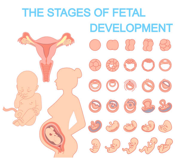 Silhouette beautiful pregnant woman, stages of fetal development. Baby. Uterus. Silhouette beautiful pregnant woman, stages of fetal development. Baby. Uterus. Isolated on white background. Pregnancy fertilized egg stock illustrations