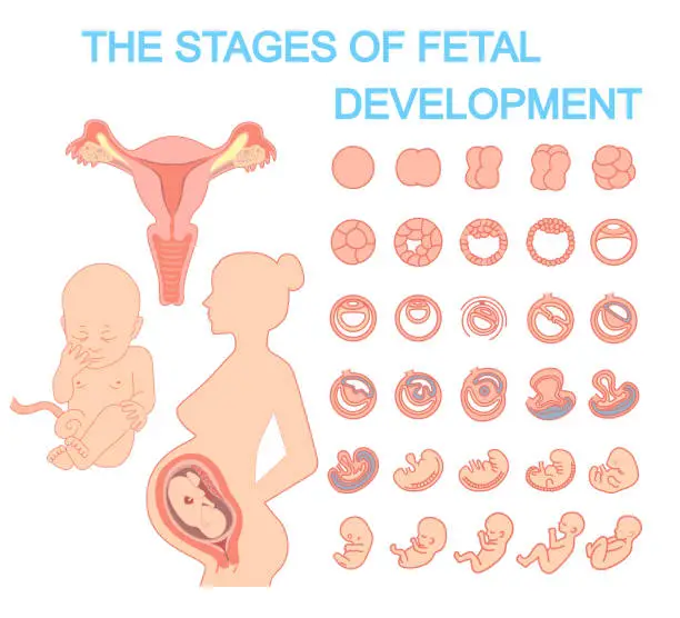 Vector illustration of Silhouette beautiful pregnant woman, stages of fetal development. Baby. Uterus.