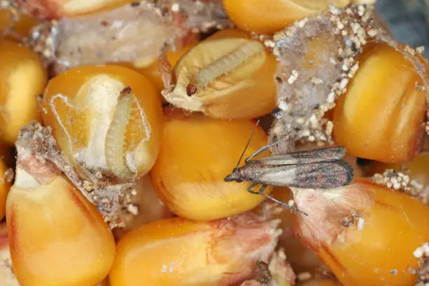 Maize grain damaged by Indian mealmoth Plodia interpunctella. Visible cobweb, droppings, damaged grains, caterpillars, moth and eggs on the grain at the bottom of the picture.