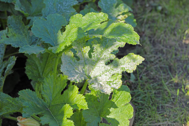 istock Fungal disease Powdery mildew on zucchini foliage 1354059808