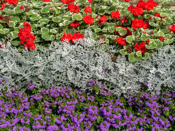 A flower bed with variegated leaf red Geraniums, silvery Dusty Miller (silver ragwort) and purple Scaevola aemula (fairy fan-flower) growing in colourful stripes.