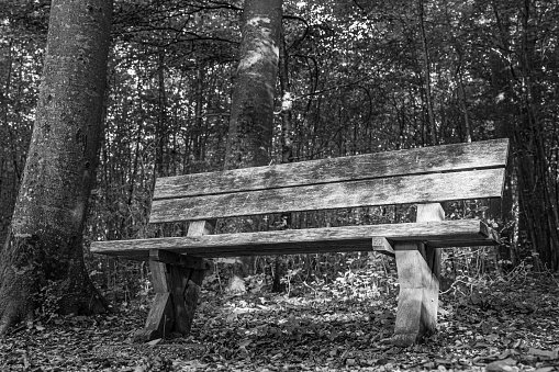 Wooden bench near the green and dark forest b/w