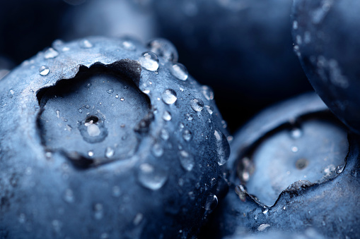 Blueberry macro background. Fresh harvest berry with dew drops closeup. High quality photo