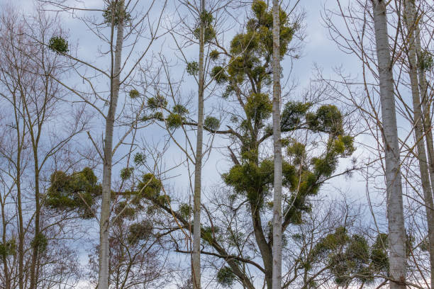 istock View into the treetops. Mistletoe grows on the branches. The sky is blue 1354062370