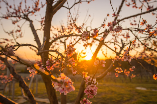 Cherry blossom tree in bloom with pink flowers during sunset against sky
