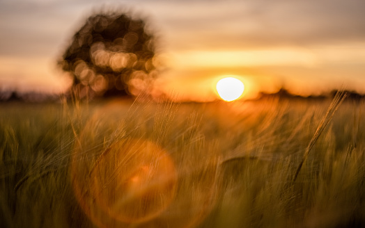 Wheat field and countryside scenery.