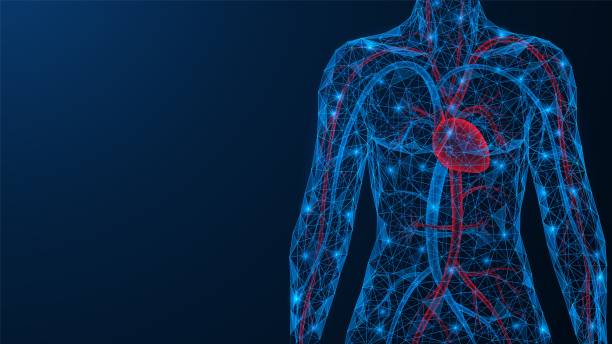 сердечно-сосудистая система. - physiology stock illustrations