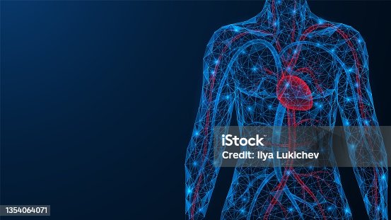 37,296 Circulatory System Illustrations & Clip Art - iStock | The circulatory  system, Blood vessels, Circulatory system diagram