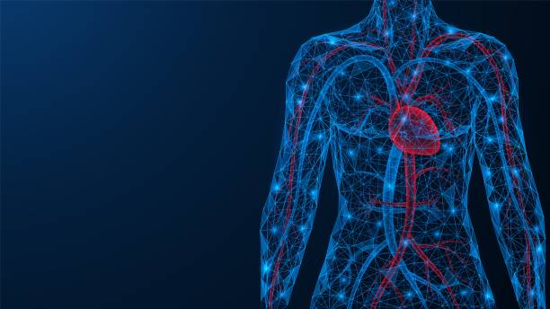 Cardiovascular system. Cardiovascular system. The torso of a person with a heart and blood vessels. Low-poly design of interconnected lines and dots. Blue background. human artery stock illustrations