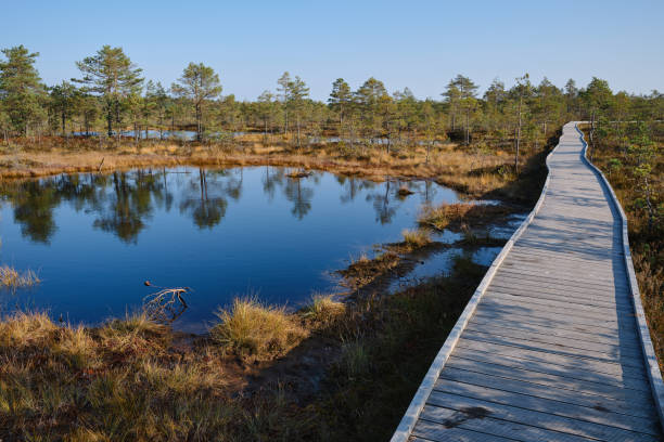 Beautiful natural landscape in Lahemaa National Park in Estonia. Viru Raba swamp in autumn. Travel and exploration. Tourism and travel concept image, fresh and relaxing image of nature Beautiful natural landscape in Lahemaa National Park in Estonia. Viru Raba swamp in autumn. Travel and exploration. Tourism and travel concept image, fresh and relaxing image of nature bog stock pictures, royalty-free photos & images