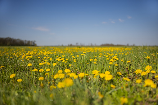 Yellow flowers in rural agricultural field against blue sky
