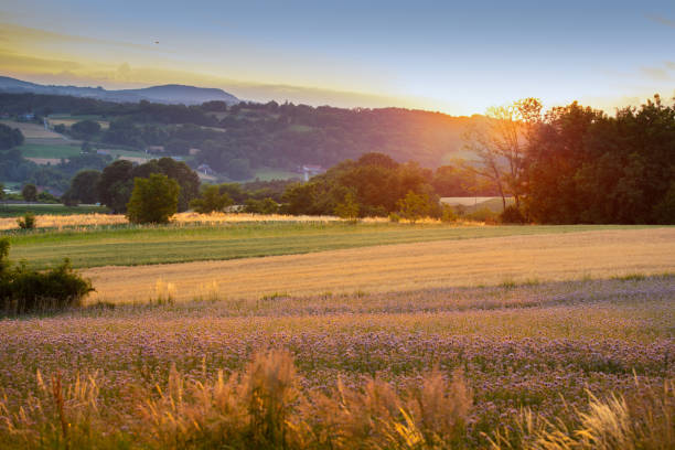 Flowers in rural agricultural field with trees on hill