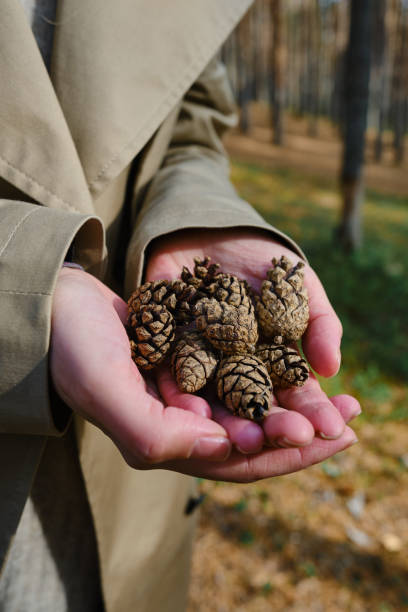Forest cones in the hands of a girl close-up. Forest textures. Details of the forest stock photo