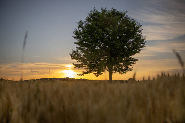 istock Single tree with wheat in rural field during sunset 1354064240