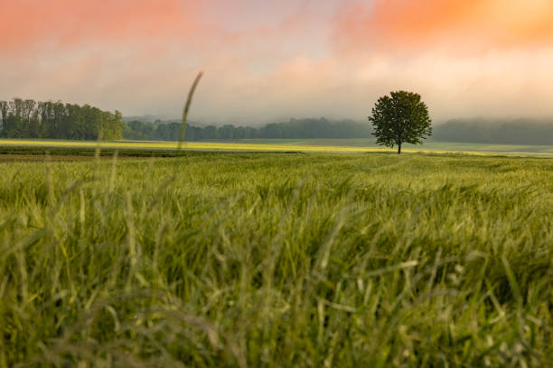 Field with green rural agricultural landscape against cloudy sky